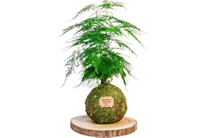 Kokedamas Lucciana Asparagus Plumosus Naturel - Kokedama Intérieur | Boule de Mousse Vivante | Plante Naturelle | Plante Intérieure ou Extérieure | Décoration Maison | Entretien Facile