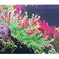 Bacopa - live aquarium plant, pack of 5 stems//Bacopa Aquarium plants