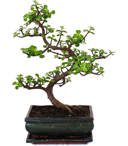 Simsii Outdoor Bonsai Rhododendron Azalea 15 cm : Amazon.de: Garden