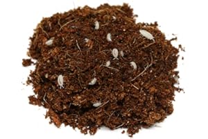 proinsects Weiße Asseln | Futterinsekten | Bodenpolizei im Terrarium