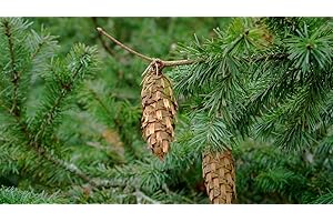 GENERISCH 100 X Samen Douglasie Pseudotsuga menziesii viridis Nadelbaum, Baum Samen