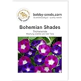 Bobby-Seeds Kletterpflanzen Samen Prunkwinde Bohemian Shades Portion
