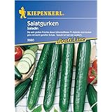 Sperli Gemüsesamen Gurken Saladin, F1, grün