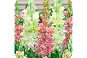 Vmoli, Bulbo de nardo, Floral, interior o exterior, exquisitas flores cortadas y plantas verdes vivas-12Bulbos