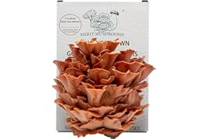 Merit Mushrooms - Large Pink Oyster Mushroom Growing Kit | Ready-to-Grow | Cut and Spray | Mushrooms in as Little as 2 Weeks | Grow Your Own Mushrooms