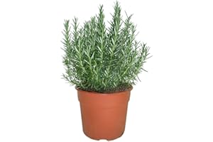 DECOALIVE Romero Natural 10cm Planta Natural Aromática en Maceta Pequeña