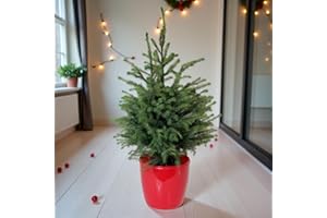 Carbeth Plants Serbian Spruce Potted Christmas Tree - Picea Omorika 2.5ft - 3.5ft Real Living Evergreen Festive Table Top Tree - Fresh Premium Xmas Indoor Outdoor Plant in Pot