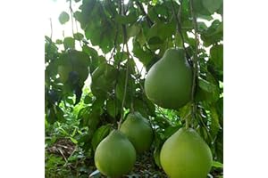 ZHOUBAA Samen für Gartenarbeit, 20 Stück rote Pomelo-Citrus Maxima, Grapefruit, Jabong, Shaddock, Obstbaum-Pflanzensamen