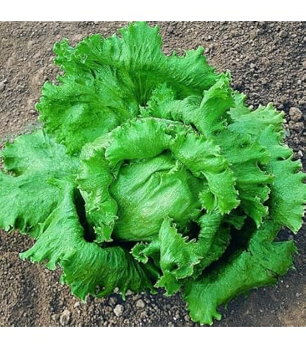 250 Graines De Laitue Iceberg Méthode BIO Salade Légume Potager Permaculture