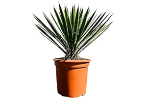 TROPICTREES Palmier – Lys de palmier – Yucca Filifera – 60 cm – Résistant à l'hiver – A+