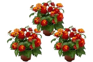 DECOALIVE Lantana Camara Pack de 3 Plantas de Lantana o Bandera Española Flores de Diversos Colores