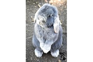 Rabbit Journal: Cute Rabbit Journal Notebook with Interior Bunny Themed Motifs. Perfect for Rabbit Lovers. Gray Mini Lop Standing. Easter. Pedigree Rabbit Breeds. 6 x 9 in. Blank lined.