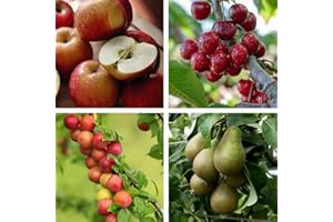 Mini Fruit Tree Orchard Collection Apple ‘Braeburn’ Pear ‘Conference’ Plum ‘Victoria’ Cherry ‘Stella’ Easy to Grow Outdoor Garden Trees, 4X Bare Root Plants UK (1x Each Variety) by Thompson & Morgan