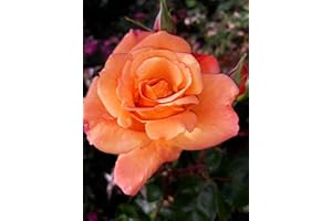 GOWLERS PLANTS Scent from Heaven Climbing Rose Bush 3ltr Pot_AB