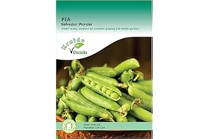 KRAIDO SEEDS Pea Seeds for Planting UK - Kelvedon Wonder - 100 Seeds