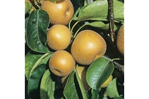 PILLE BAUMSCHULEN Nashi-Birne Kosui Birnen Birnenbaum Obstbaum winterhart 80-120 cm
