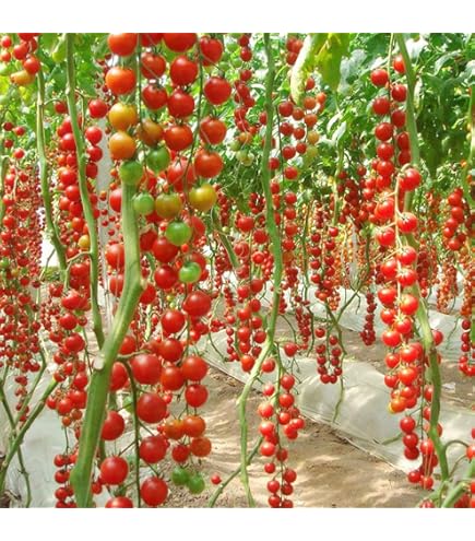 NATH HYBRID TOMATO SEEDS JOY 10GM, Red, (JOY/NTH-1909) : Amazon.in