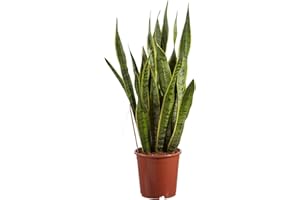 Plante d'intérieur de Botanicly – Langue de belle-mère – Hauteur: 80 cm – Sansevieria trif. Laurentii