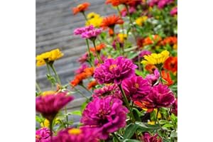 HUA XIAN ZI Semi di zinnia per piantare all'aperto Ogni confezione (2000+) Semi Colori misti Giardino Semi di fiori recisi di gioventù e vecchiaia