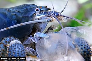 GARNELIO TIERE Garnelio - Blaue Gabunfächerhandgarnele 3er Gruppe - Monsterfächergarnele - Atya gabonensis Fächergarnele Garnele Aquarium