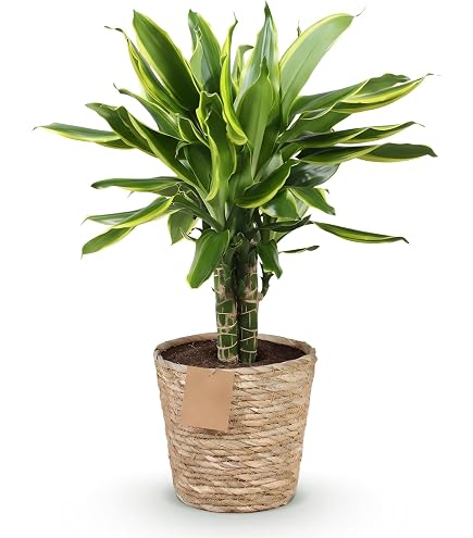 Drachenbaum, Topf- 17 cm, Hhe ca. 70 cm : Amazon.de: Garten