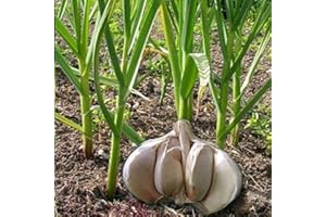 Saterkali Semillas de ajo gigante, 50 piezas Semillas de ajo gigante Home Garden Farm Planting Planta vegetal nutritiva Semillas de ajo