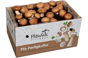 Hawlik Pilzbrut - Gran juego de Champiñones XXL I kit cultivo setas champiñón portobello, sin conocimientos previos, gran regalo para los amantes del jardín y de las verduras - setas autocultivo