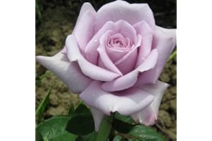 GORGEOUS GARDEN ROSES Twice in A Blue Moon - 5.5lt Potted Hybrid Tea Garden Rose Bush - Unusual Lilac Purple Blooms - Strong Fragrance