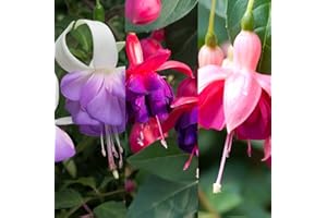 Carbeth Plants 3 x Hardy Fuchsia Shrubs Mixed Varieties Like Sunray, Lady Thumb, Doctor Foster and Happy Birthday. Low Maintenance and Easy to Grow Your Own Garden Flowers (3x9cm Potted Plant)