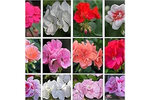 NEWLANDS Upright (Zonal) Geranium Plug Plants 10 Mixed Plants. Amazing Value, Well Rooted.Geranium Plug Plants 10 Mixed Plants. Amazing Value. Geranium Plug Plants