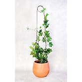 Bitki Destek &Ccedil;ubuğu &ndash; Siyah Metal Kancalıiğne Model, 65 cm, Sarmaşık ve B&uuml;y&uuml;k Yapraklı Bitkiler İ&ccedil;in