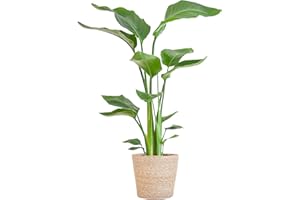 BloomPost Strelitzia Nicolai - à partir de 70 cm - Plante d'intérieur - Plante d'intérieur facile à entretenir - Plantes d'intérieur faciles à cultiver pour le bureau - pot inclus