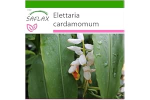 SAFLAX - Zioła - Kardamon - 20 Nasiona - Z pożywką wolną od zarazków - Elettaria cardamomum