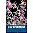 CROSO SEEDS PACAKGE ONLY NOT PLANTS: De Ree Night Scented Stock - Flower Seeds