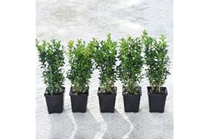 Box Shrub x 5 Buxus Hedge Plants Hardy Evergreen Hedging Shrub Topiary for Outdoors & Patio Containers Buxus Sempervirens in 9cm Pots by Thompson & Morgan