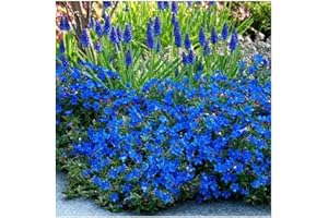 GrowOn Shrubs [1 Litre] Lithodora Diffusa 'Heavenly Blue' | Evergreen Shrub | Outdoor Garden Ready Plant | Spring and Summer Flowering | Deep Blue Flowers