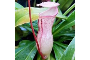 Benoon 100 Stück Krug pflanzens amen, fleisch fressende Nepenthes-Samen hohe Keimung exotische frische fleisch fressende Nepenthes-Samen für den Hof Rosa