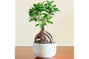 GARDENERSDREAM Planta de Regalo ideal para el Hogar u Oficina - Bonsái Ficus Ginseng Decorativo de Interior