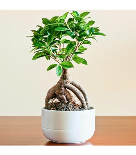 Chinese privet - Ligustrum sinensis - 8 years