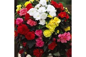 THOMPSON & MORGAN Begonia ‘Non Stop Mixed’, Double Flowers, Half-Hardy Perennial, 36x Plug Plants by Thompson and Morgan (36)