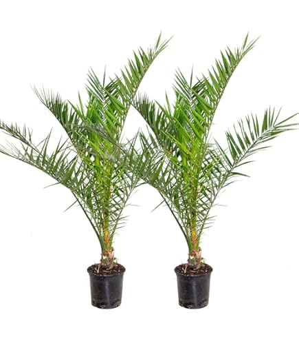 Pianta Chamaerops Humilis - Palma Nana In Vaso 7 Cm, Pianta Da Esterno Resistente - Foto 2