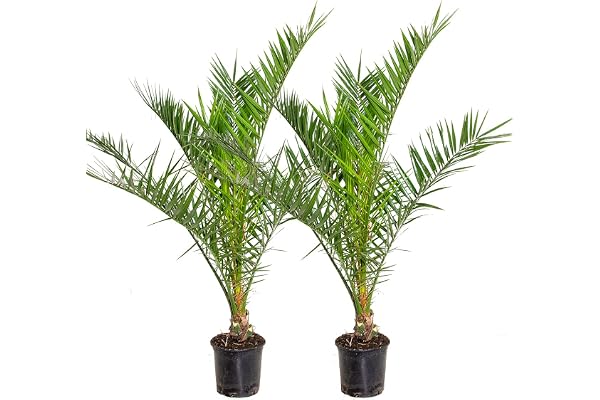 Bloomique - Lot de 2 - Phoenix Canariensis - Palmier des Canaries - Palmier rustique - Plantes de jardin - Hauteur 80-100 cm - Pot 19 cm