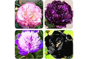 GENERIC 4 Pc Bulbi Di Peonie Resistenti, Bulbi Di Peonie, Decorazione Floreale, Piante Rare Peonia Suffruticosa, Piante Da Appartamento, Piante Da Giardino Bonzai Bulbi Da Fiore A Fioritura