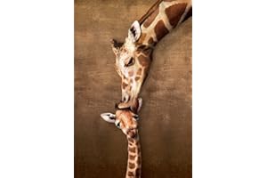 empireposter Żyrafa Mother's Kiss Baby-Natur plakat wymiary zdjęcia 61 x 91,5 cm, papier, kolorowy, 91,5 x 61 x 0,14 cm