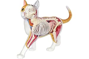 EXPLORA SCIENCES EXPLORA - Kot - Zoologia - 546008 - Realistyczny model 28 elementów - Instrukcja montażu i quiz edukacyjny - Zestaw odkrywczy - Gra dla dzieci - Naukowiec - Edukacyjny - Zabawa - Od 8 lat