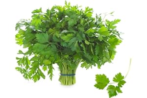 kiskick 100 Unids/bolsa Semillas de perejil llenas de vitaminas Cuidado fácil Perejil fragante Semillas de hojas planas de color verde oscuro para el patio de su casa Fácil de cultivar Semillas de