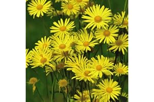 THOMPSON & MORGAN Doronicum caucasicum ‘Little Leo’ Garden Plant Hardy Perennial Flowering Garden Plants Easy to Grow Your Own 6X Plug Plants by Thompson and Morgan (6)