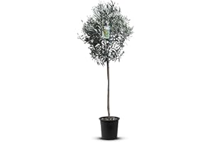 Tropictrees Árbol de olivo natural, con tronco alto de 160 cm, circunferencia de 6-8 cm, plantas frutales, plantas resistentes al invierno para decoración de jardín, 10 kg
