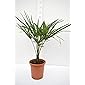 Winterharte Hanfpalme - Trachycarpus fortunei - verschiedene Größen (90-120cm - Stamm 15-25cm - Topf Ø 26cm - 8,4 Ltr.)