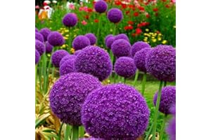 BAHELS Allium Caeruleum,Bonsai-Zwiebel,5 Jahre Pflanzenzwiebel,MehrjäHrig,Zierlauch,Zierlauch Zwiebeln Winterhart MehrjäHrig,Allium-Zwiebel,Winterharte Zwiebel-8 Zwiebeln-B